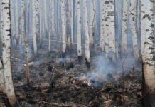 Денис Паслер объявил о старте противопожарного режима в Свердловской области denis pasler obyavil o starte protivopozharnogo rezhima v sverdlovskoj oblasti-todey-ru-174504132200-0