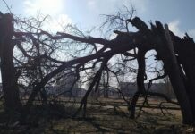 Игорь Кобзев отметил оперативную работу МЧС после урагана в Иркутской области igor kobzev otmetil operativnuyu rabotu mchs posle uragana v irkutskoj oblasti-todey-ru-174391191100-0