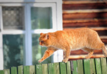 Марат Хуснуллин и ДОМ.РФ - Новые горизонты для ИЖС при поддержке государства marat husnullin i domrf novye gorizonty dlya izhs pri podderzhke gosudarstva-todey-ru-174473716400-0