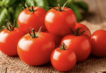 Ольга Лушникова делится рекомендациями по употреблению помидоров при аллергии и гастрите olga lushnikova delitsya rekomendacziyami po upotrebleniyu pomidorov pri allergii i gastrite-todey-ru-174557987500-0