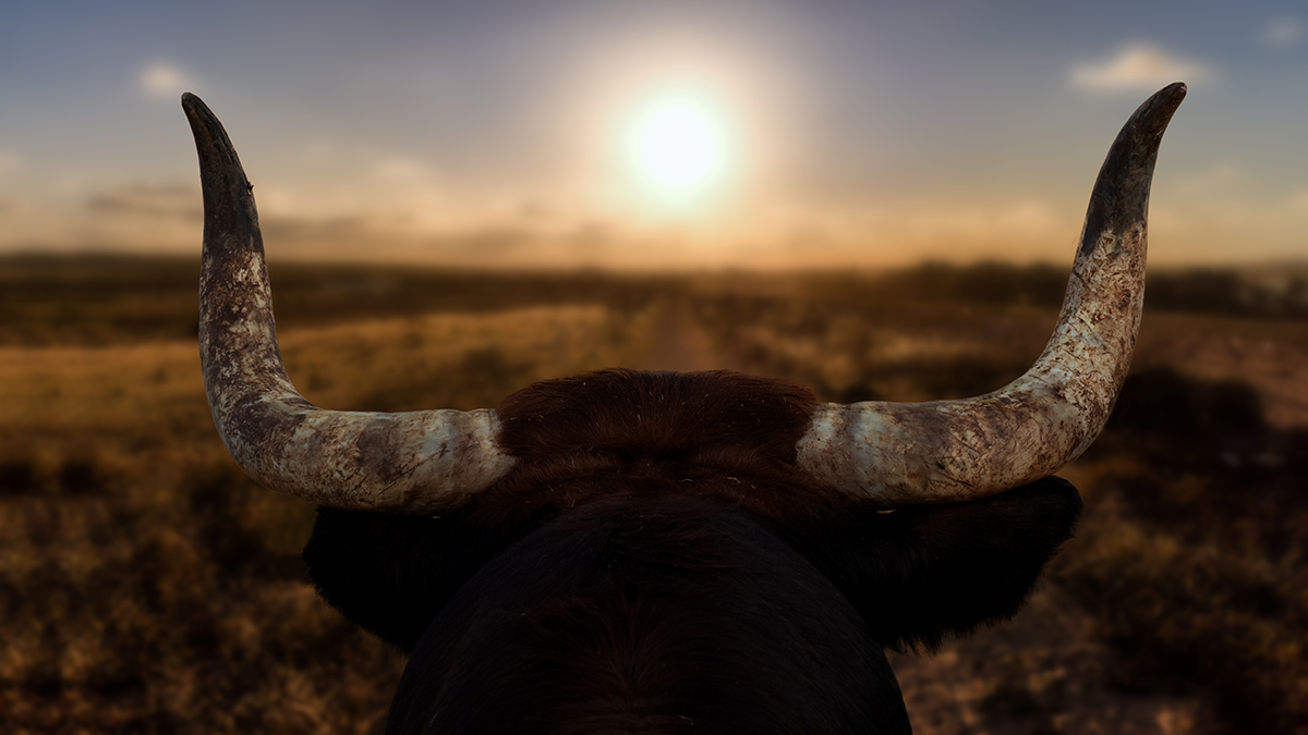 Бык в Испании проломил ограждение и вышел из-под контроля