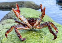 Приморье остановило вывоз 320 тонн краба в Китай, Японию и Корею primore ostanovilo vyvoz 320 tonn kraba v kitaj yaponiyu i koreyu-todey-ru-174507087200-0