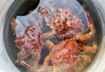 Россельхознадзор Приморья выявил нарушения в партии краба-стригуна опилио rosselhoznadzor primorya vyyavil narusheniya v partii krabastriguna opilio-todey-ru-174507100400-0