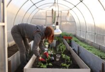 Секреты удобрения томатов - как избежать ошибок с азотом, калием и аспаркамом sekrety udobreniya tomatov kak izbezhat oshibok s azotom kaliem i asparkamom-todey-ru-174515317400-0