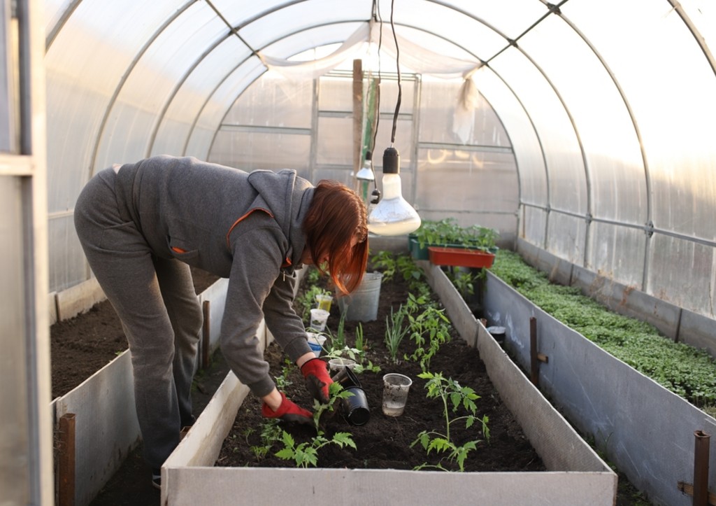 Грубейшие ошибки в удобрении томатов: делаете так — останетесь без урожая!