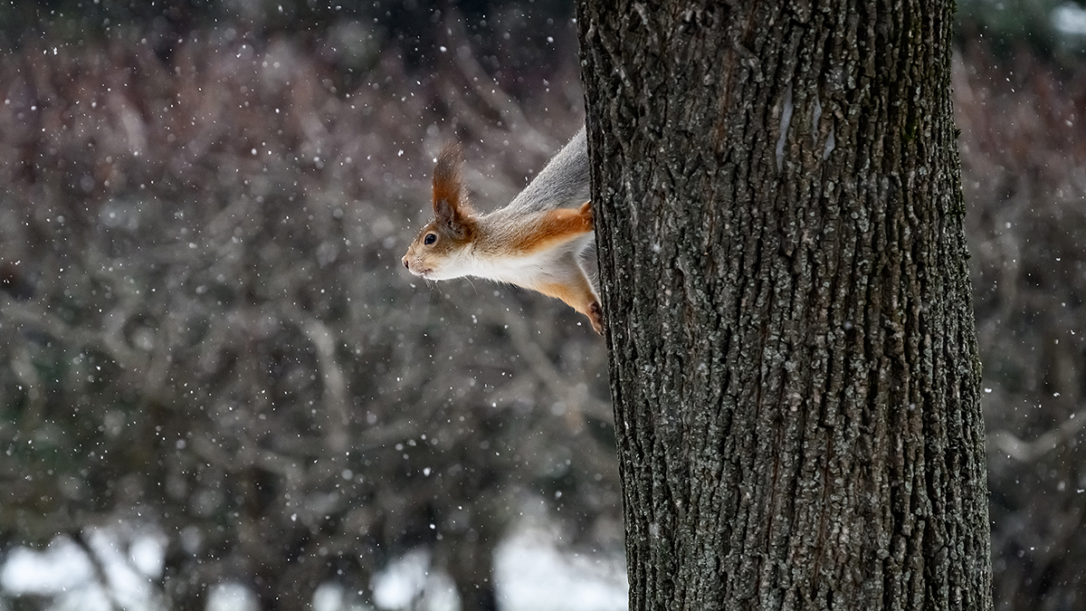 Москвичам рассказали, на сколько задержится снежный покров