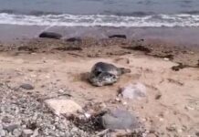 Спасение ослепшей нерпы в Приморском крае героиней из Безверхово spasenie oslepshej nerpy v primorskom krae geroinej iz bezverhovo-todey-ru-174402462600-0