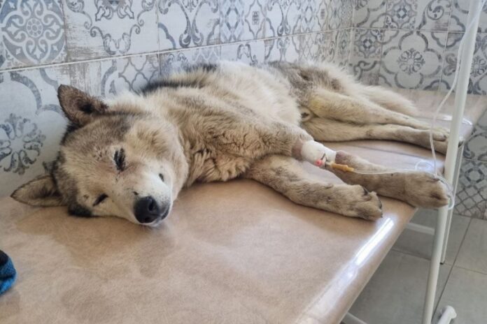 spasennyj reks nahodit dom blagodarya dobrote primorczev v nahodke-todey-ru-174507107500-0