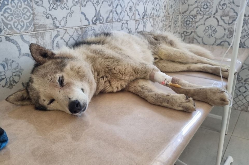 Шевелил только головой: житель Находки нашел в мусорном баке истощенного пса Предоставлено очевидцем