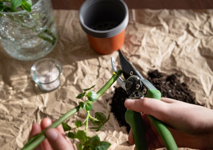 tualetnaya bumaga i zola pomogayut ukorenyat kapriznye cherenki-todey-ru-174532634800-0