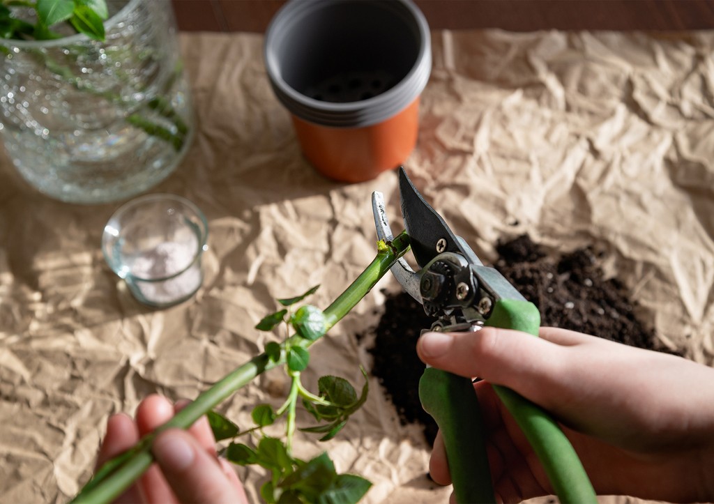 Неукореняемые черенки? Простой лайфхак с туалетной бумагой и золой