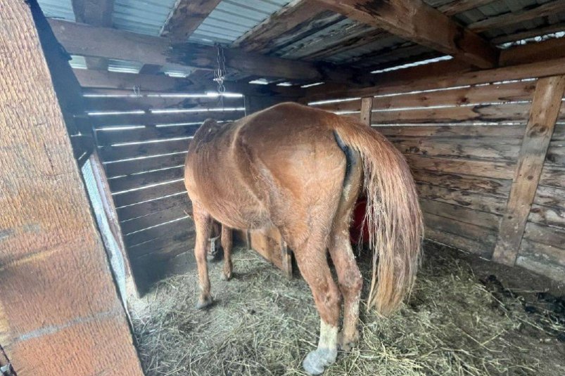 В Артеме задержали подозреваемого в похищении лошади из поселка Тихий УМВД России по Приморскому краю