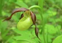 В ТюмГУ создана стратегия защиты ковыля перистого и венерина башмачка v tyumgu sozdana strategiya zashhity kovylya peristogo i venerina bashmachka-todey-ru-174594301900-0