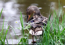 Вера Пахомова призывает беречь пернатых - как помочь птицам в парках Экспозиция Японский сад в Главном ботаническом саду имени Цицина РАН в дождливую погоду