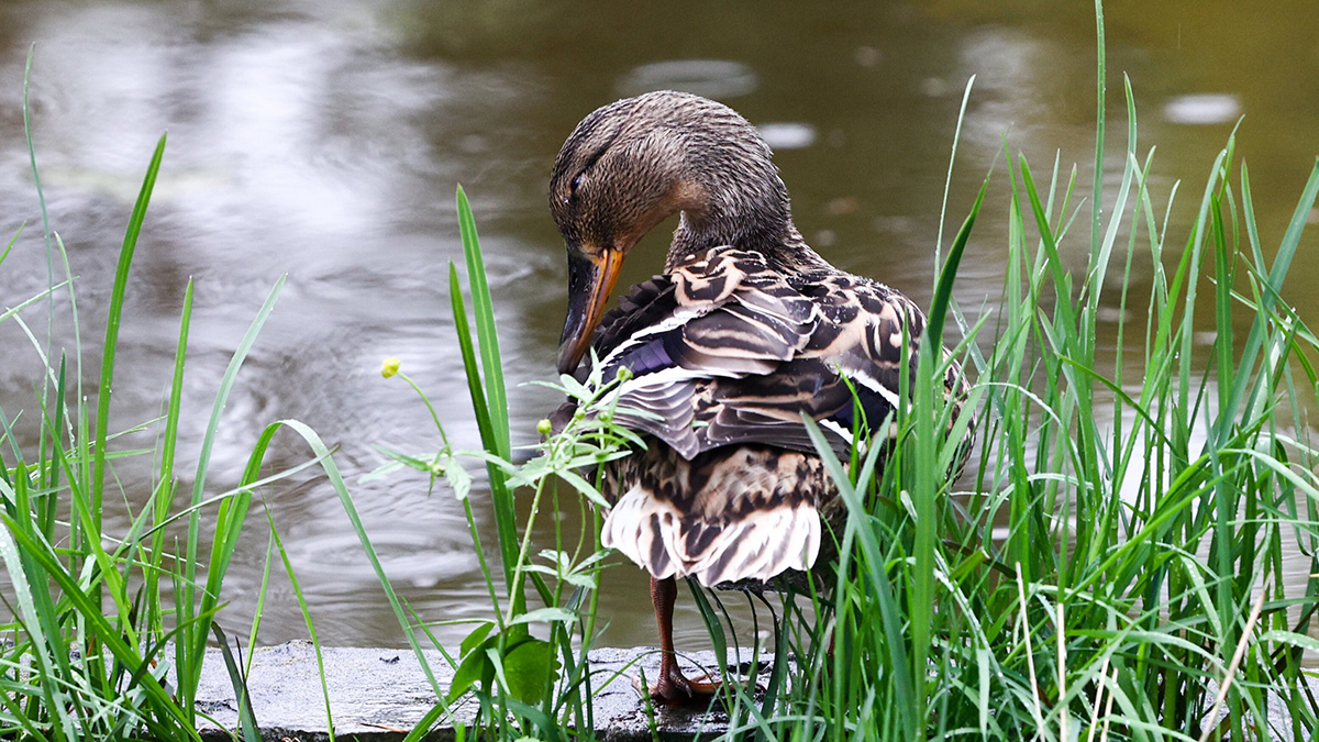 Москвичей призвали не подкармливать уток и вернувшихся с зимовки птиц