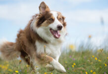 Владимир Голубев и РКФ представили рейтинг кличек - Вика и Макс фавориты BorderCollieAndTheBeachAndInThePark