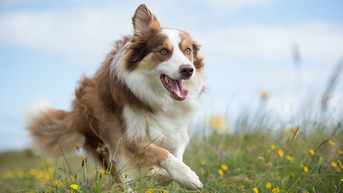 Какие самые популярные клички среди собак в России?