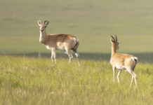 Забайкалье сохраняет дзеренов в Красной книге РФ при поддержке Росприроднадзора zabajkale sohranyaet dzerenov v krasnoj knige rf pri podderzhke rosprirodnadzora-todey-ru-174436962000-0