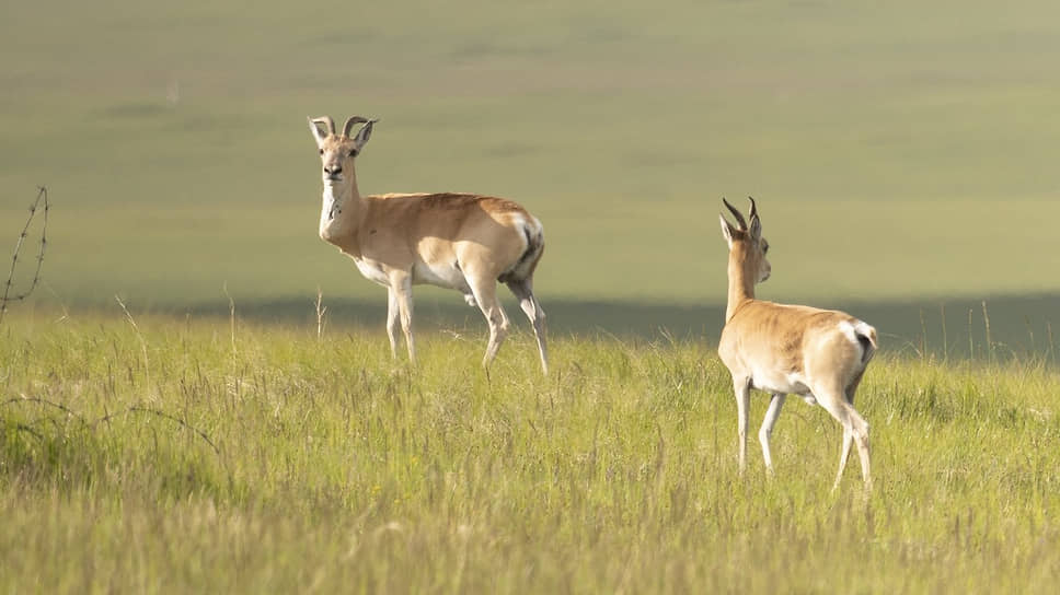 Забайкалье сохраняет дзеренов в Красной книге РФ при поддержке Росприроднадзора-0