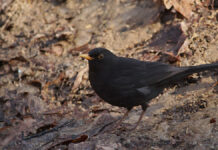 Зяблики и дрозды вернулись в Москву - как «Воронье гнездо» помогает пернатым Дрозд чёрныйПарк Царицынорайон О