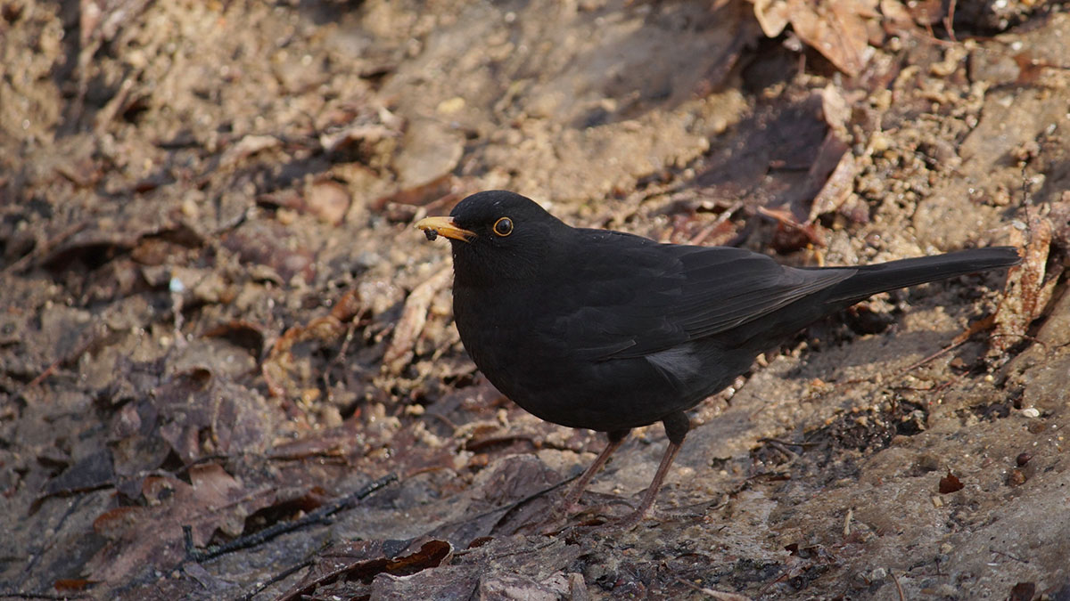 На природных территориях столицы запели зяблики и дрозды