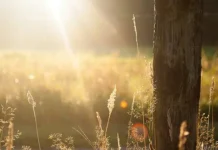 16 мая отмечаются яркие праздники России и мира при участии ЮНЕСКО и ДДТ 16 maya otmechayutsya yarkie prazdniki rossii i mira pri uchastii yunesko i ddt-todey-ru-174734395300-0