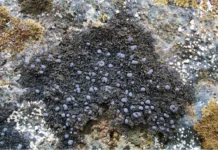 Алексей Мелехин и открытие Atrophysma cyanomelanos на Полярном Урале aleksej melehin i otkrytie na polyarnom urale-todey-ru-174781222900-0