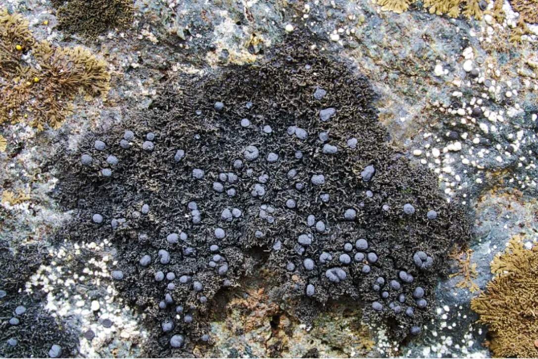 Алексей Мелехин и открытие Atrophysma cyanomelanos на Полярном Урале-0