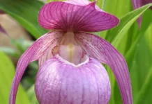 Алтайский заповедник и Сочи украшают редкие цветы башмачок капельный, лириодендрон и шалфей altajskij zapovednik i sochi ukrashayut redkie czvety bashmachok kapelnyj liriodendron i shalfej-todey-ru-174837137700-0