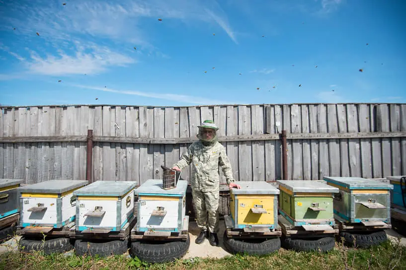 Будущее российской отрасли пчеловодства на фоне мнений Кукса и Минсельхоза-0