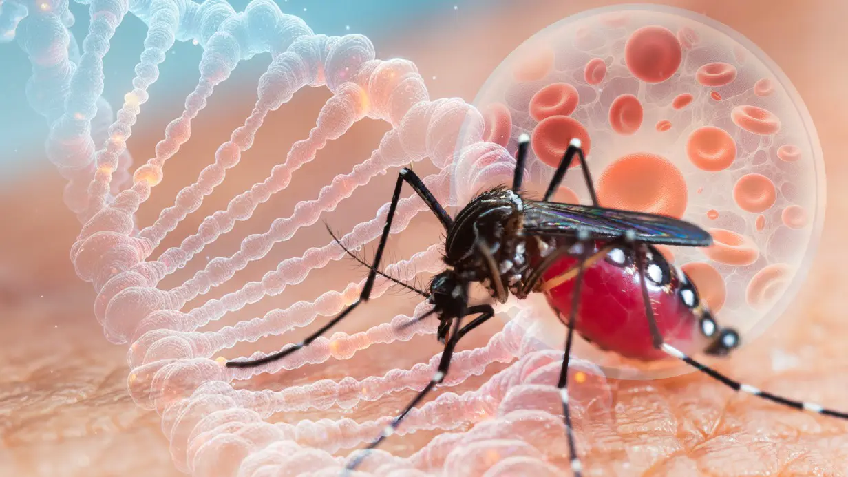 Лихорадка чикунгунья: симптомы, как распространяется, как защититься