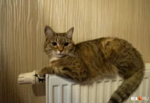 Елена Землякова и МОЭК обеспечивают тепло в Химках и Подмосковье elena zemlyakova i moek obespechivayut teplo v himkah i podmoskove-todey-ru-174616504900-0