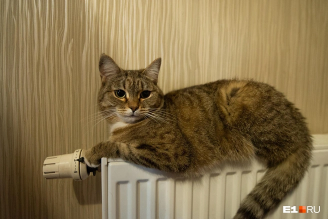 Как думаете, где еще снова включат отопление? | Источник: Максим Воробьев / E1.RU