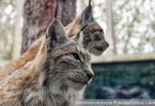 evgenij rybaltovskij rasskazyvaet o spasenii zhivotnyh v moskovskom zooparke-todey-ru-174845989200-0