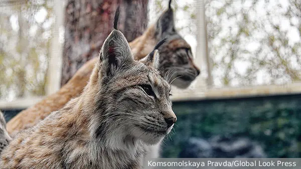 Зоолог рассказал о вреде животным от посетителей зоопарков