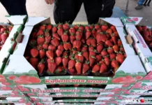 Клубника Оксаны и Петра из Краснодарского края и Крыма на Фуд Сити klubnika oksany i petra iz krasnodarskogo kraya i kryma na fud siti-todey-ru-174685795800-0