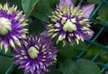 Княжик сибирский расцвёл в нацпарке «Таганай» благодаря российским учёным knyazhik sibirskij rasczvyol v naczparke taganaj blagodarya rossijskim uchyonym-todey-ru-174868122200-0