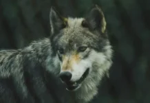 Макензийский равнинный волк остается удивительным гигантом среди сородичей makenzijskij ravninnyj volk ostaetsya udivitelnym gigantom sredi sorodichej-todey-ru-174861794600-0