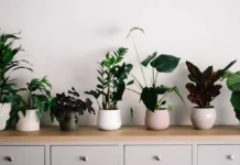 Михаил Воробьев и Октябрина Ганичкина делятся секретами ухода за растениями в зной mihail vorobev i oktyabrina ganichkina delyatsya sekretami uhoda za rasteniyami v znoj-todey-ru-174835674000-0