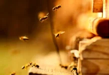 remko lejs i komanda obnaruzhili 71 novyj vid pchel v proektah -todey-ru-174767111100-0