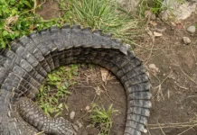 В Кейп-Корале обнаружили удивительного аллигатора без головы и хвоста v kejpkorale obnaruzhili udivitelnogo alligatora bez golovy i hvosta-todey-ru-174769171500-0