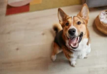 Владимир Голубев из РКФ дает советы по помощи собаке при укачивании в машине vladimir golubev iz rkf daet sovety po pomoshhi sobake pri ukachivanii v mashine-todey-ru-174753090900-0