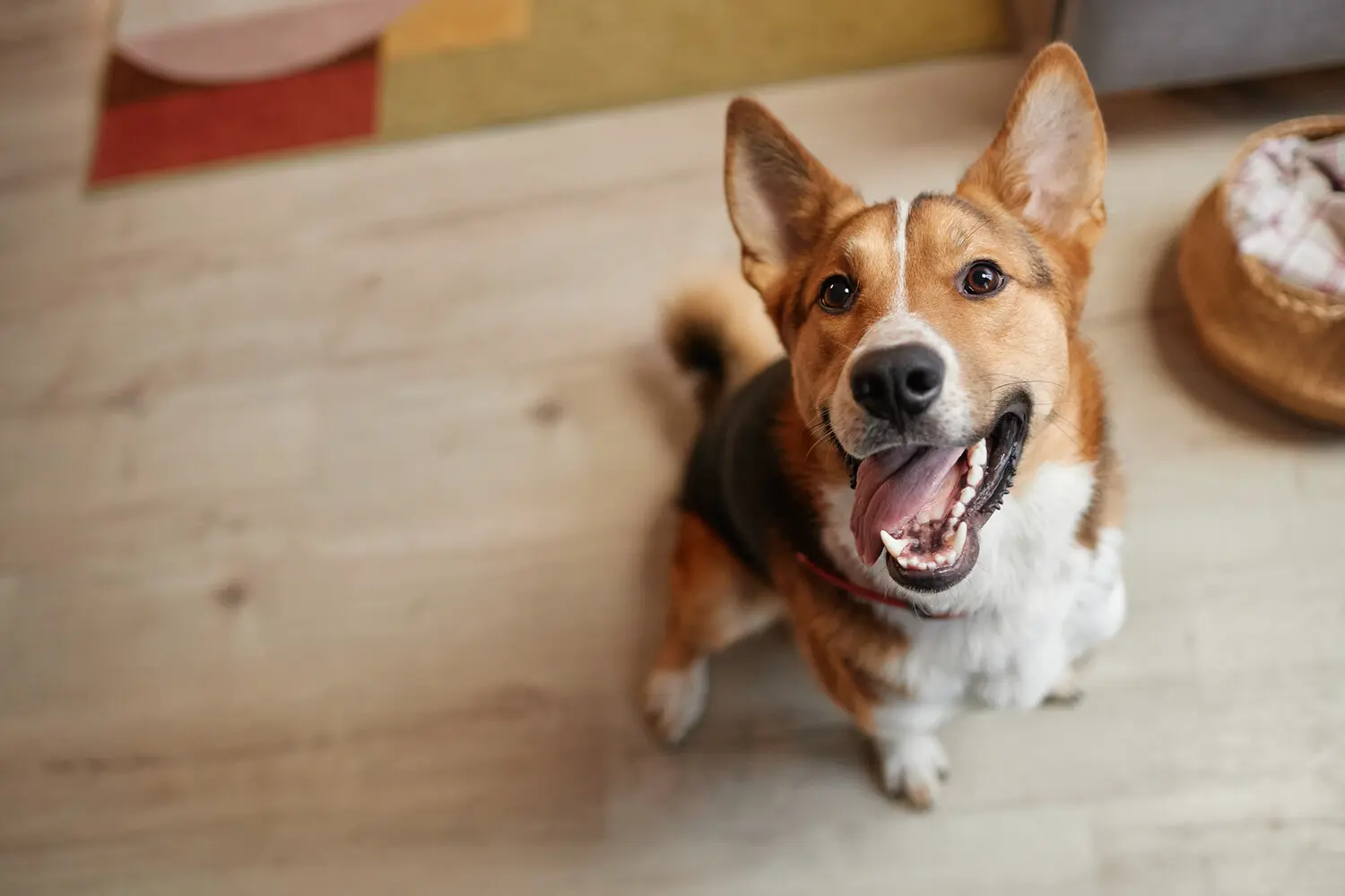 Владимир Голубев из РКФ дает советы по помощи собаке при укачивании в машине-0