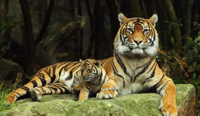 Двое из ларца: как отличить амурского тигра от бенгальского – запомните раз и навсегда