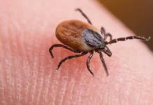 antonina oblasova obyasnila kak predupredit enczefalit posle ukusa kleshha-todey-ru-174896985400-0