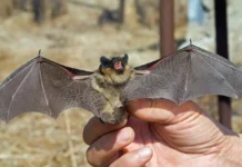 Ген p53 летучих мышей из Университета Рочестера поможет в борьбе с раком gen 53 letuchih myshej iz universiteta rochestera pomozhet v borbe s rakom-todey-ru-0