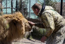Олег Зубков рассказывает о подходе к хищникам в сафари-парке «Тайган» oleg zubkov rasskazyvaet o podhode k hishhnikam v safariparke tajgan-todey-ru-0