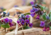 Парки Москвы и усилия Департамента культуры по охране природы столицы parki moskvy i usiliya departamenta kultury po ohrane prirody stoliczy-todey-ru-0