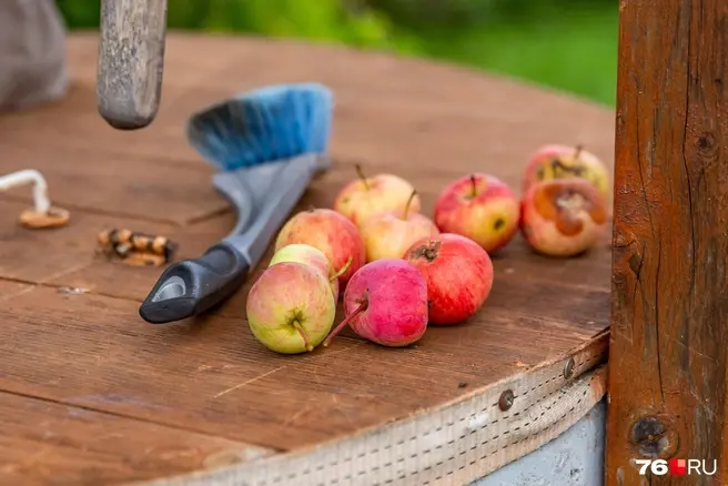 На даче можно выращивать далеко не все растения, наказание может последовать и за выращивание сорняков | Источник: Кирилл Поверинов / 76.RU