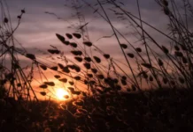 solnechnyj den v kirillove prinosit zemlyaniku lyubov i primety-todey-ru-0